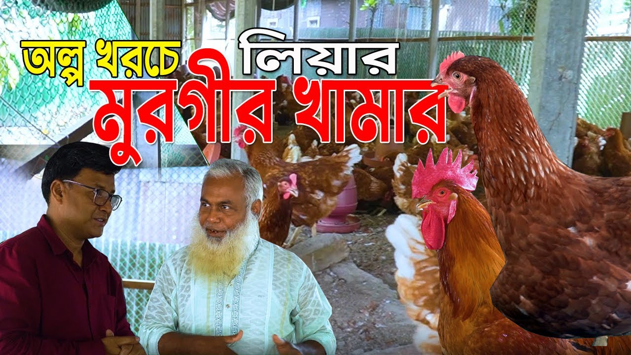 খাঁচা ছাড়া লিয়ার মুরগী পালন। অল্প খ*রচে লিয়ার মুরগীর খামার। সফল আল আমিন