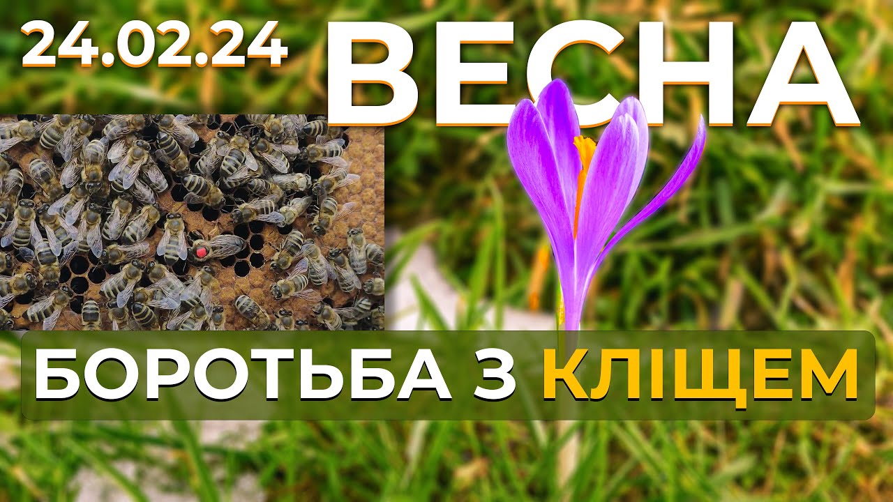 Боротьба з кліщем весною. Шалений розвиток бджіл.