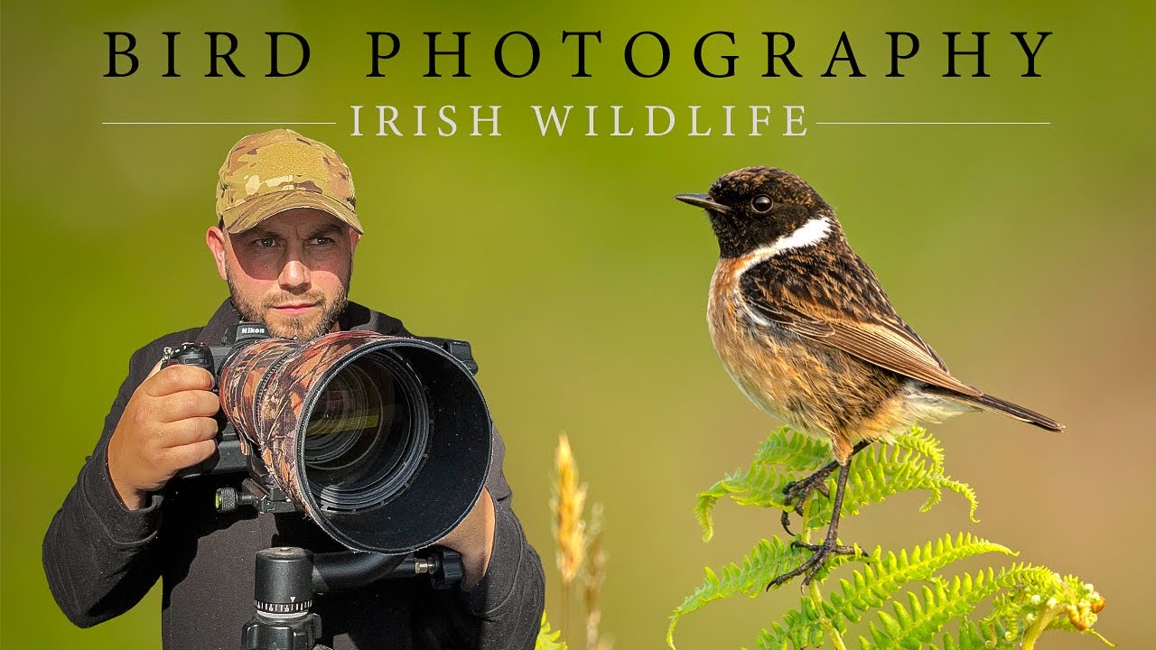 Bird Photography - Irish Wildlife (Stonechat & More) **