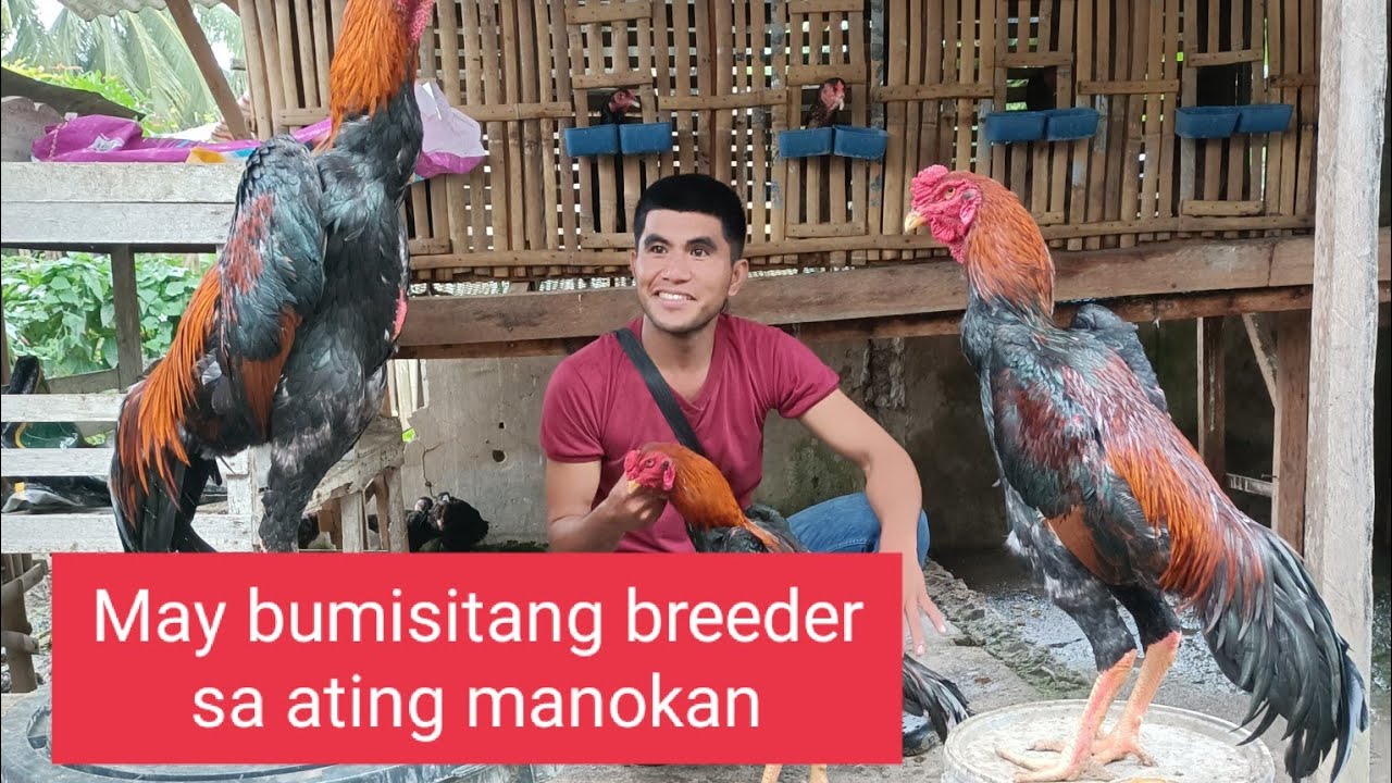 Goodmorning mga ka Shamo may Bumisitang breeder sa ating Yard.