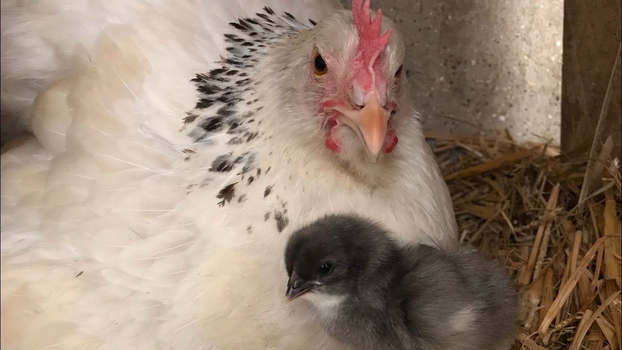 Les POUSSINS... 1 mois déjà! depuis L’ÉCLOSION.