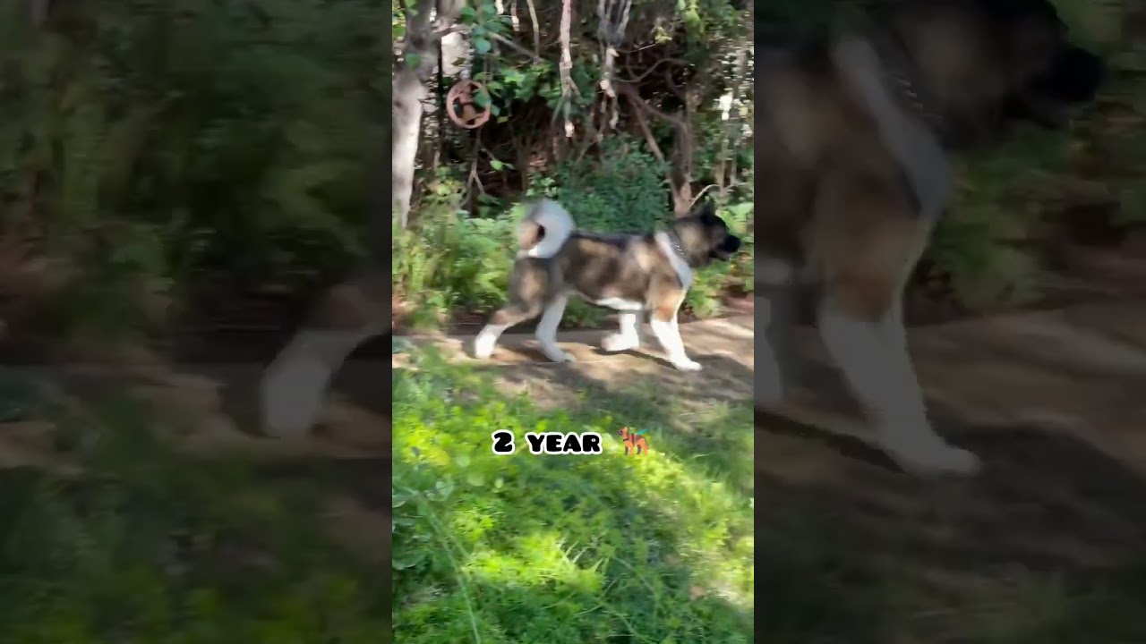 2 month Vs 2 year Akita puppy transformation #feed #dog #shots #trasformation #akitadog #akita #pets