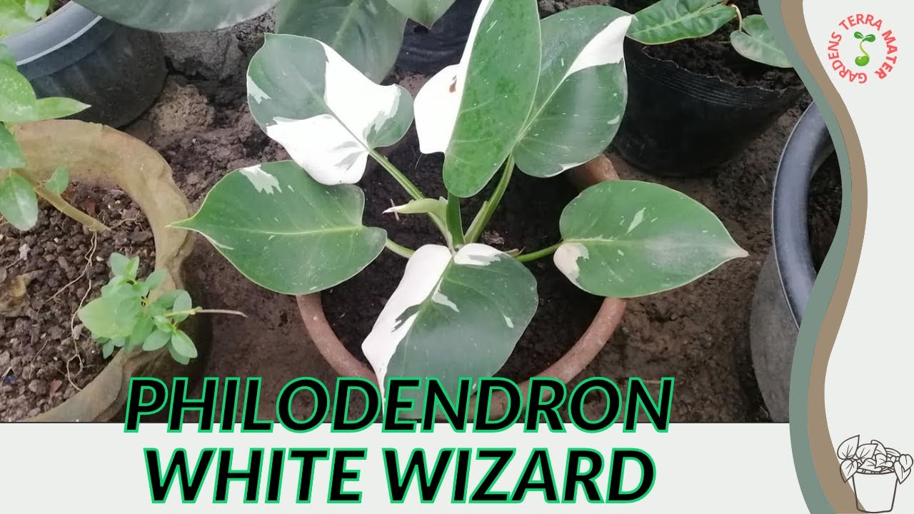 PHILODENDRON 'WHITE WIZARD'