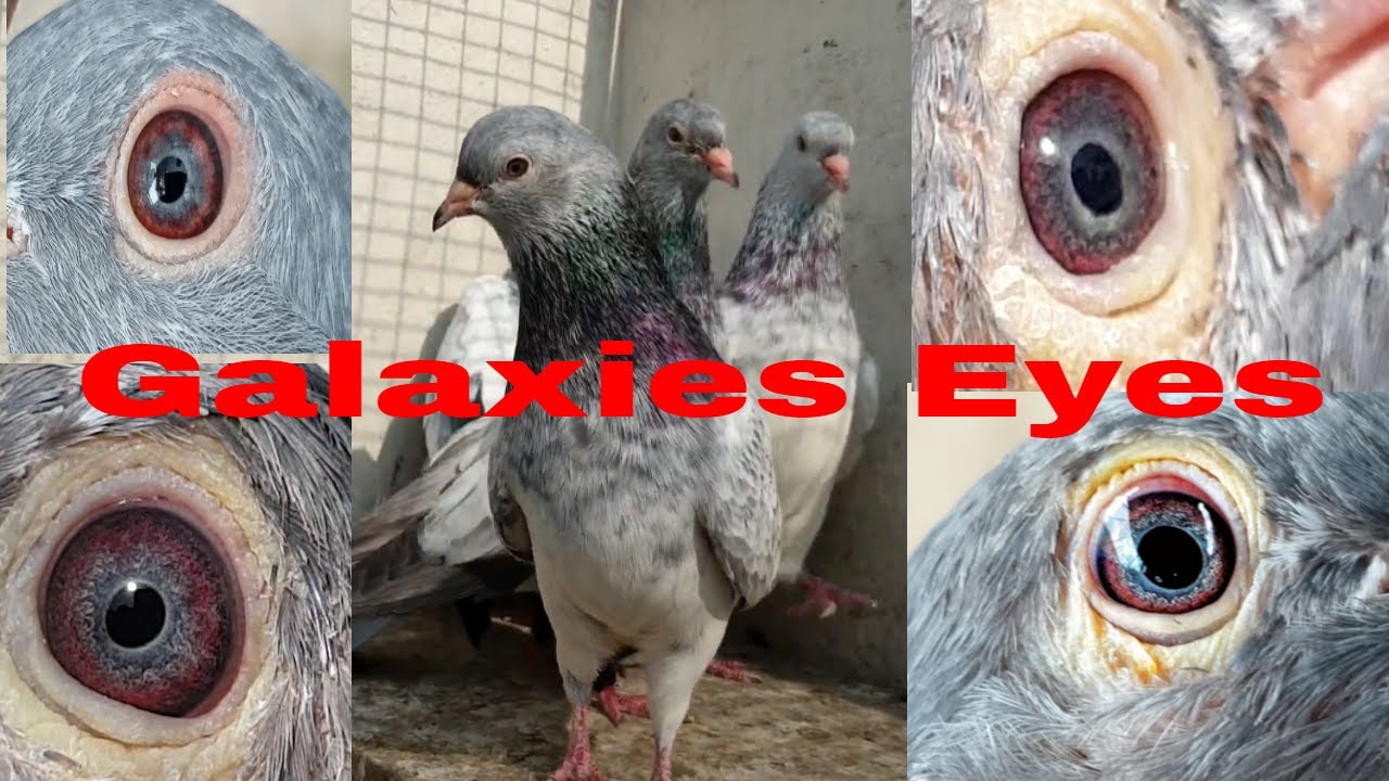 Eyes with Galaxies | Imam Deen Pigeons | For Show and Shoq | Urdu \ Hindi | Shahid Rajput Pigeons💗💖😍