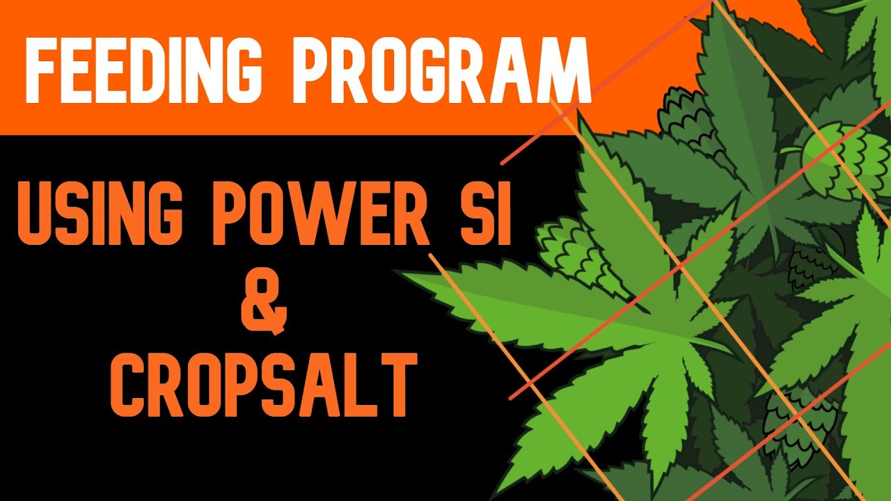 My Feeding Program using Power Si and Cropsalt (Peach-Cresendo )