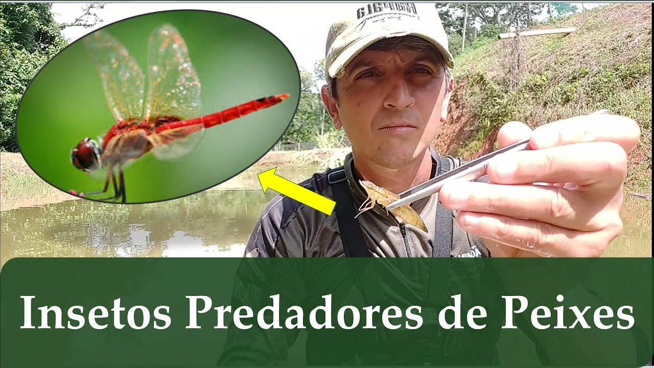 Insetos Predadores de Peixes!! Olha só o que tinha neste lago!!!