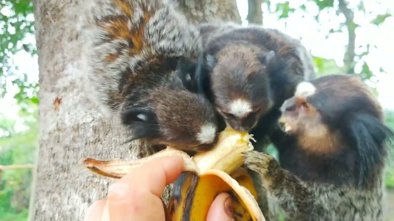 MACACO SAGUI CHEFE DO BANDO CHAMANDO PRA COMER! IMAGEM 4K