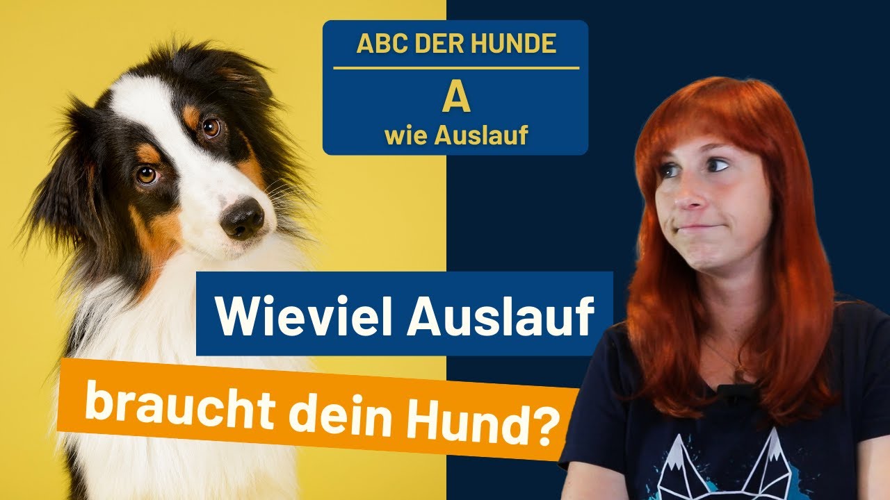 Wieviel Auslauf braucht ein Hund? Das Hunde-ABC