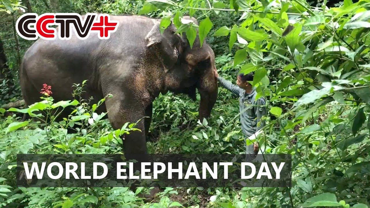 Asian Elephant Protection Center in China Enjoys Conservation Achievements on World Elephant Day