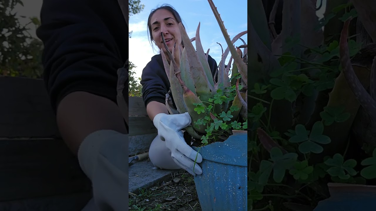 Facem împreună o decorațiune pentru grădină cu Aloe Vera 😉