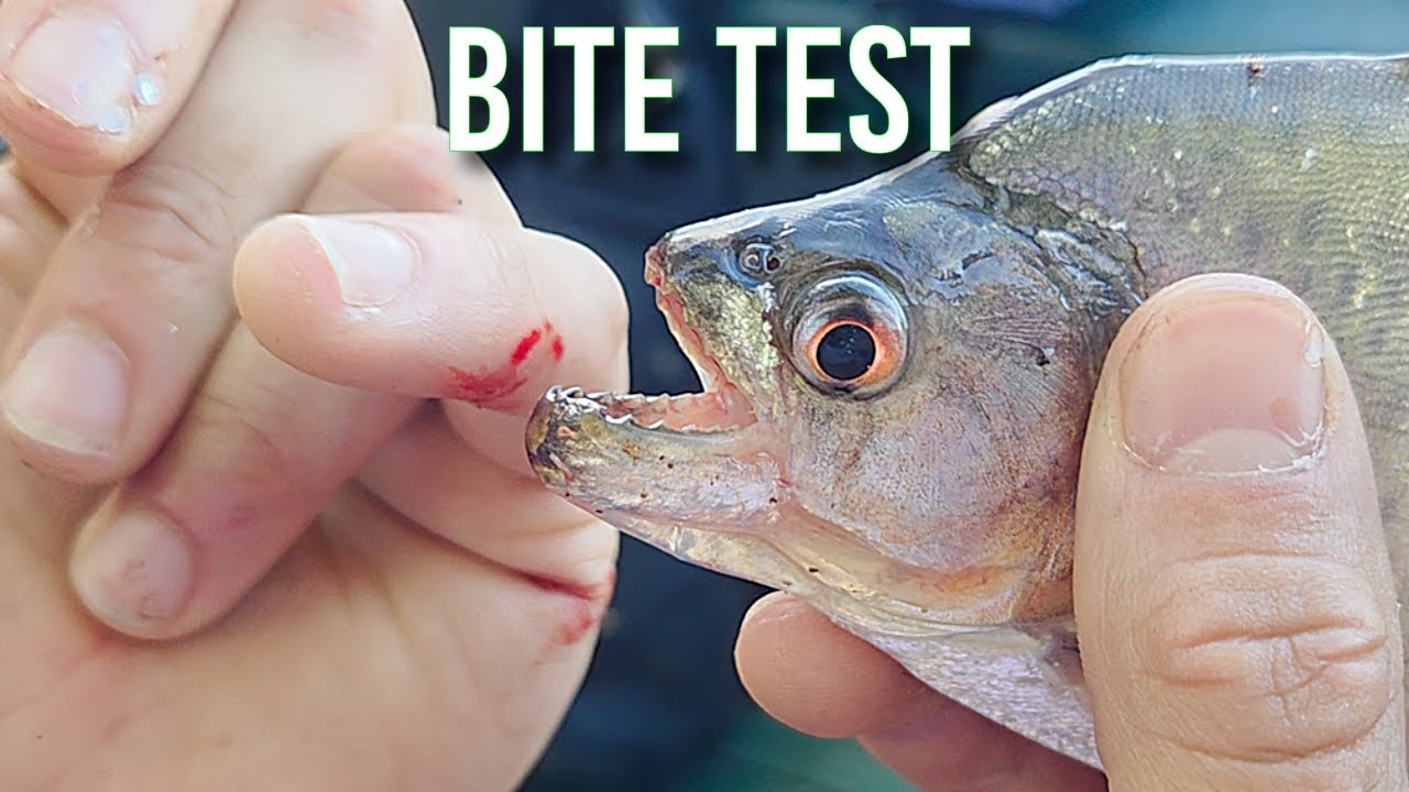 Тест на укус пираньи: действительно ли пираньи так опасны?