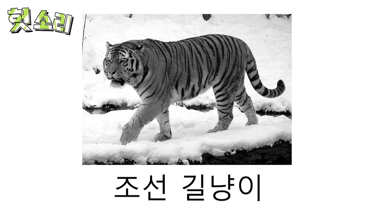 [병맛더빙] 어딘가 잘못된 조선 호랑이 썰