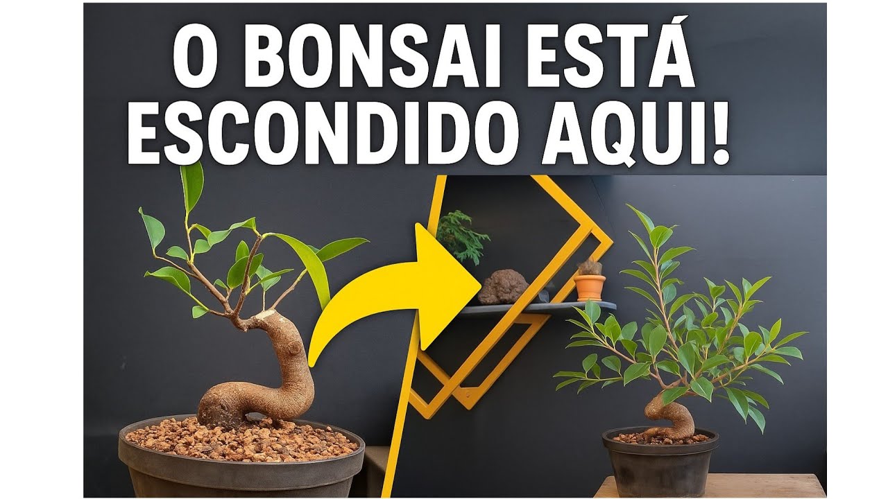 Encontre o Bonsai Escondido na Muda!