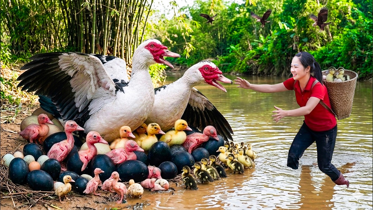 Harvest Newly Hatched Ducklings, Duck Eggs in Swamp to Sell | 90 Days of Solo Survival in the Forest