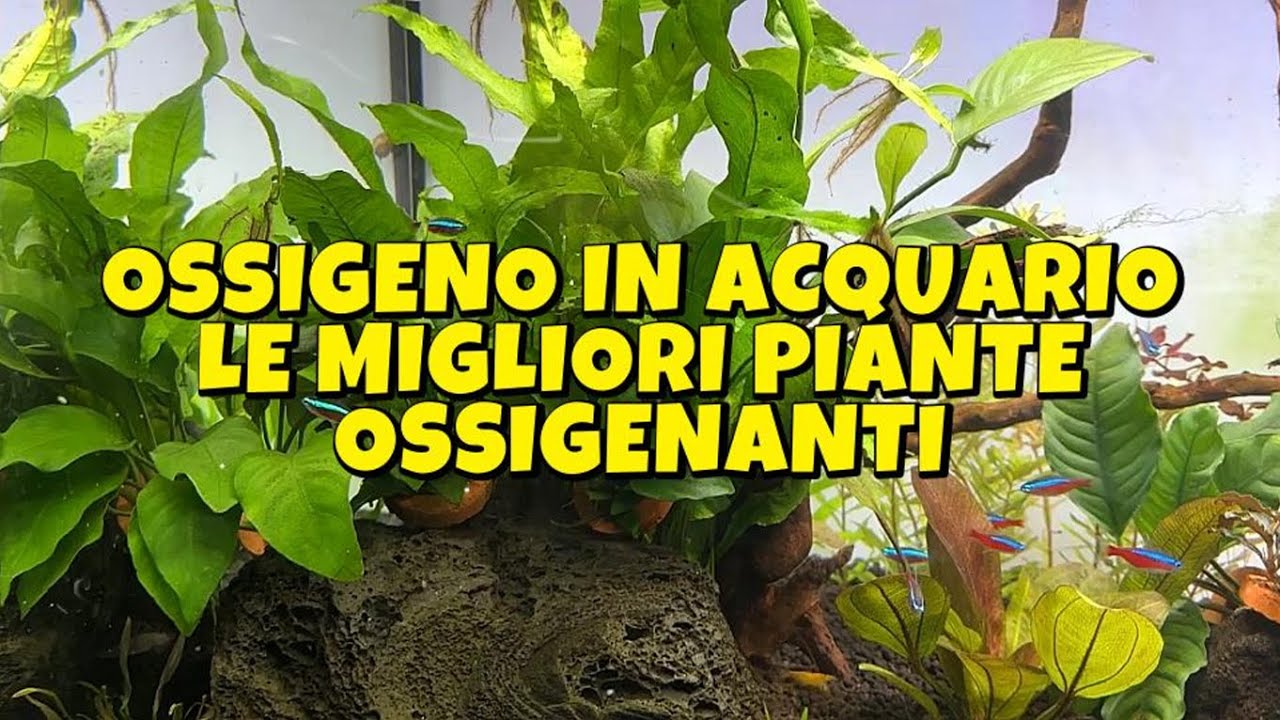 OSSIGENO IN ACQUARIO - LE MIGLIORI PIANTE OSSIGENANTI
