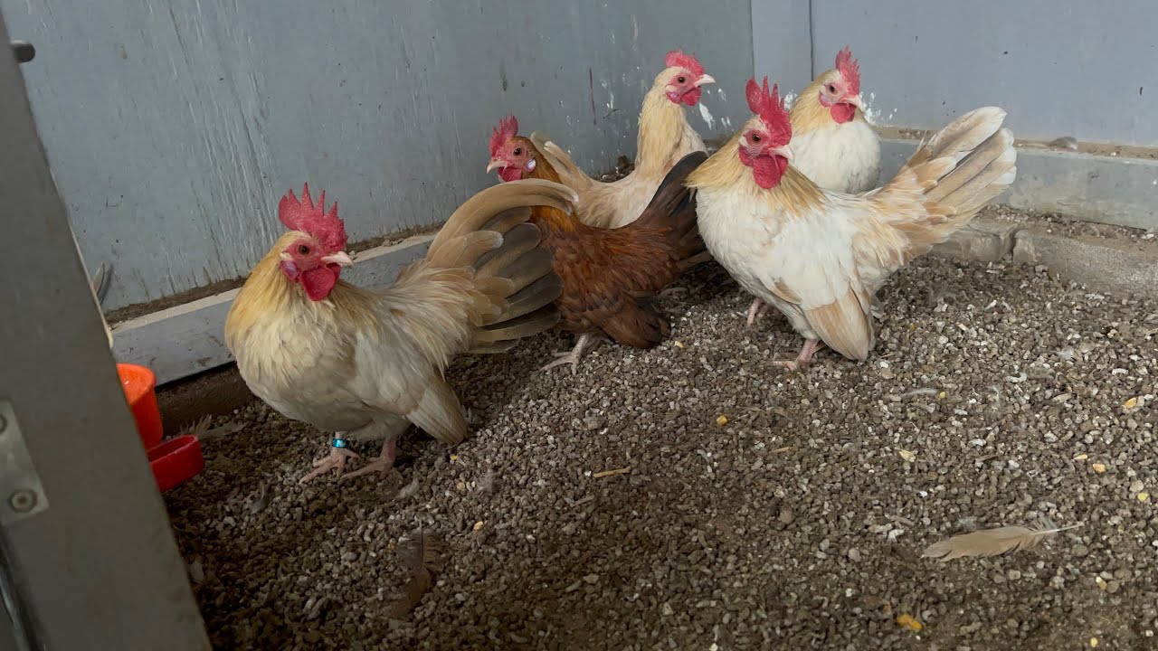 Criando gallos miniatura: colores y estructura