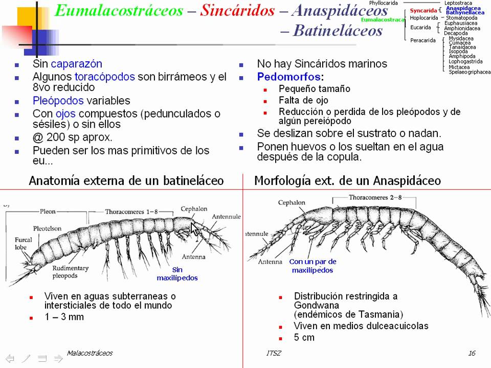 15 Eumalacostráceos -- Sincáridos -- Anaspidáceos & Batineláceos.wmv