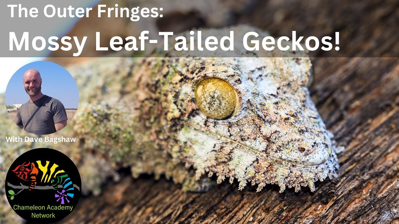 Uroplatus Sikorae Video