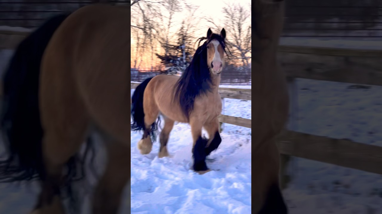 The Most Beautiful Horse Running in the Snow ❄️🐴