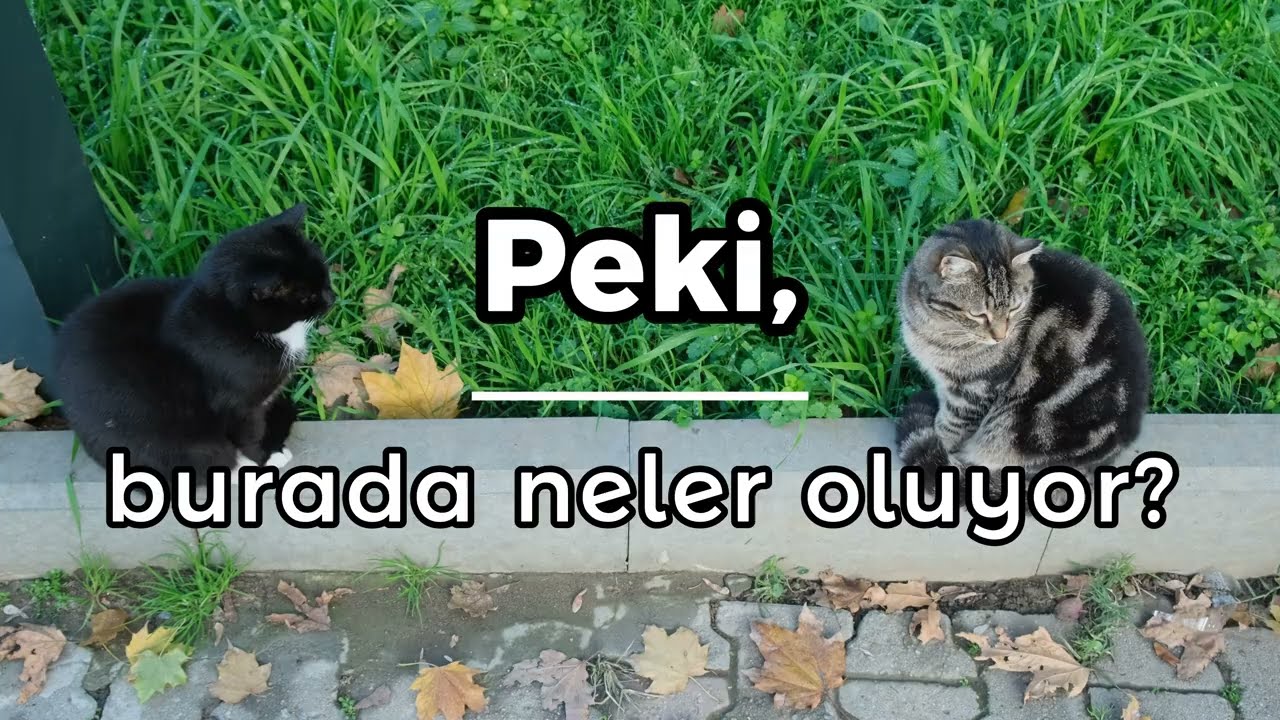Bostandan Haber Var! | Moda Bostanı Belgeseli