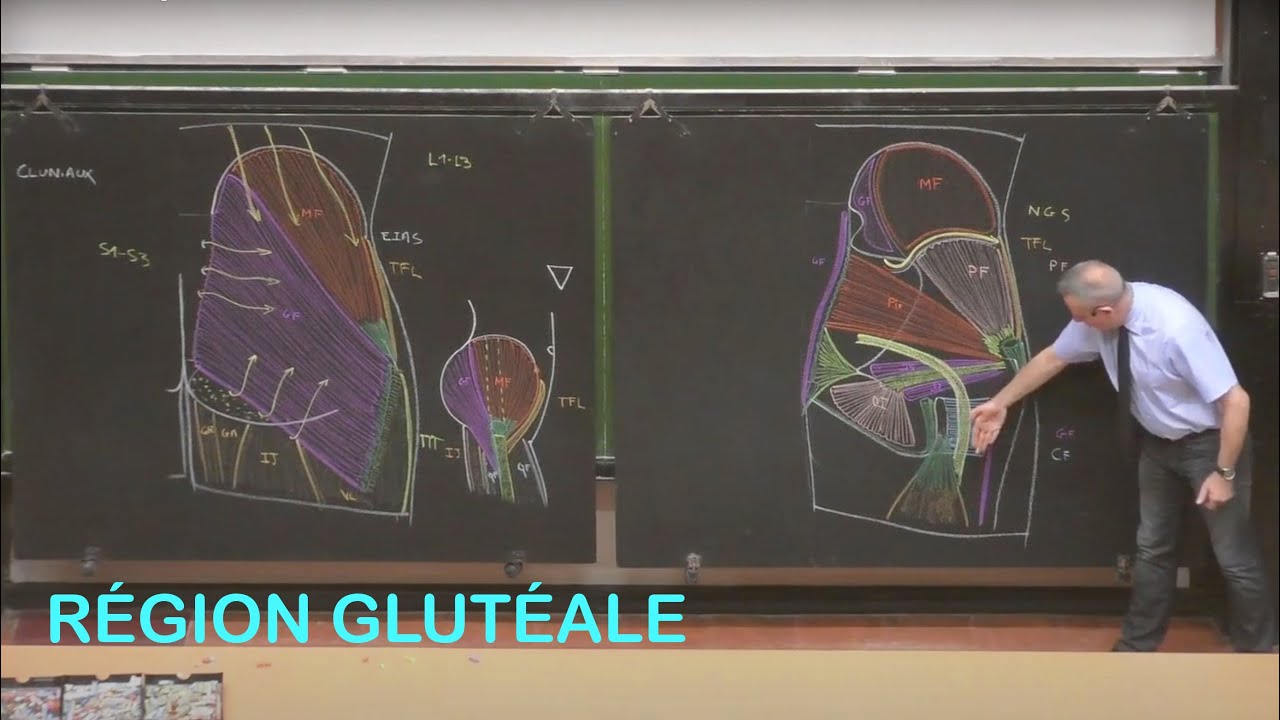 Anatomie de la région glutéale (Membre inférieur 3)