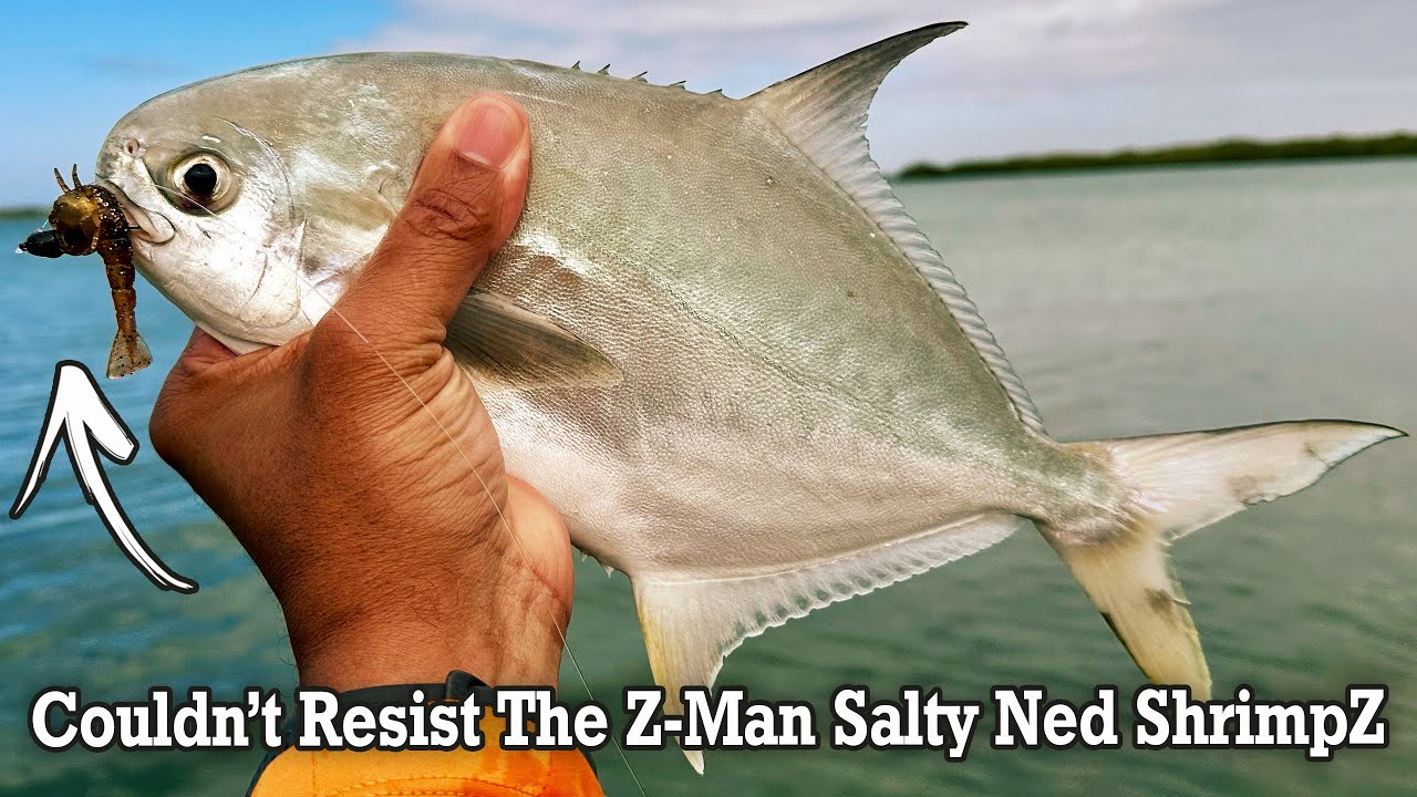 Pompano & Speckled Trout They only wanted the Z-Man Salty Ned ShrimpZ
