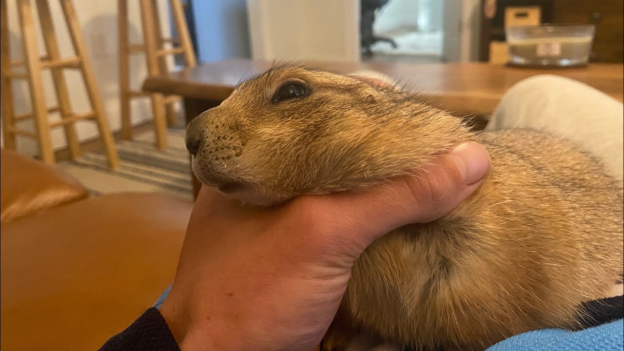 How to Tame a Prairie Dog (speedrun 100% no hacks)