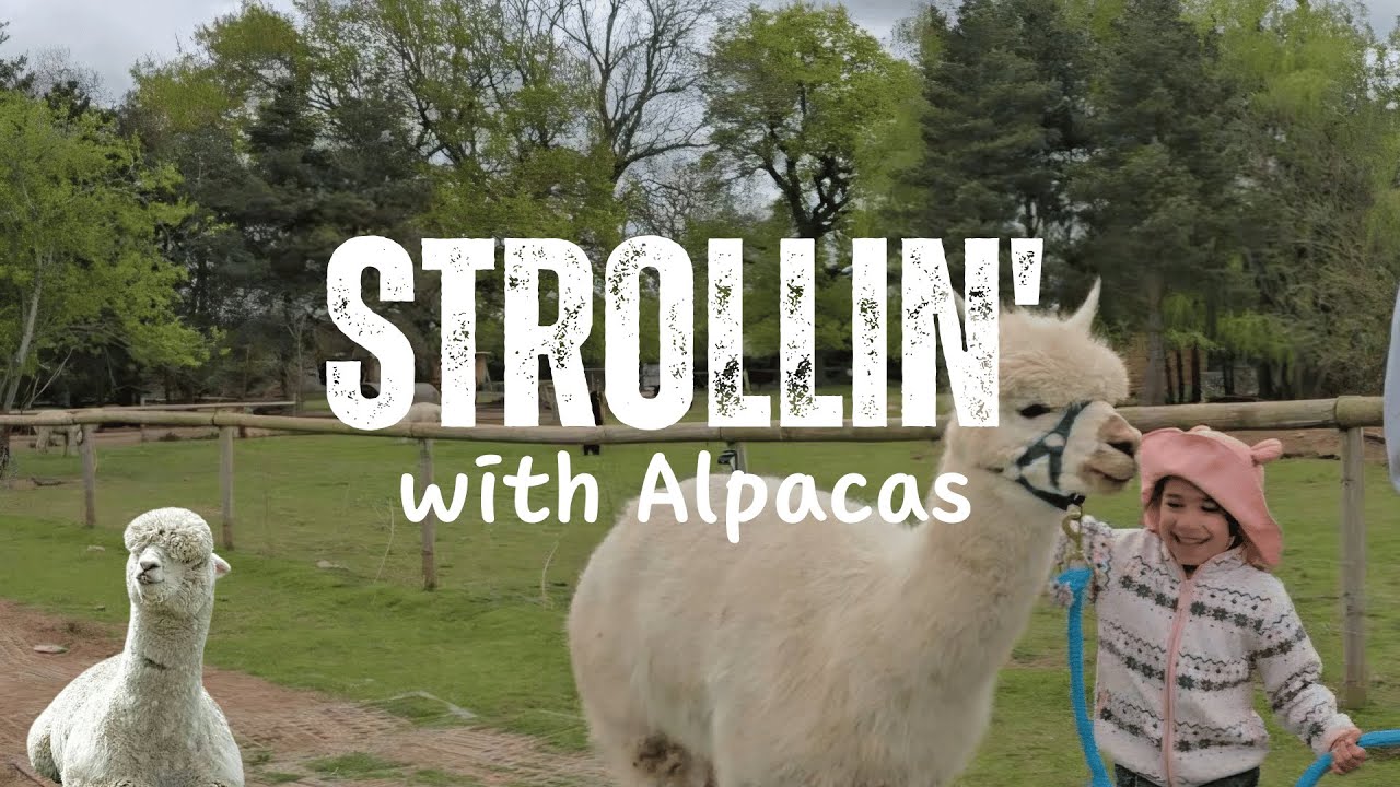Strollin' with Alpacas