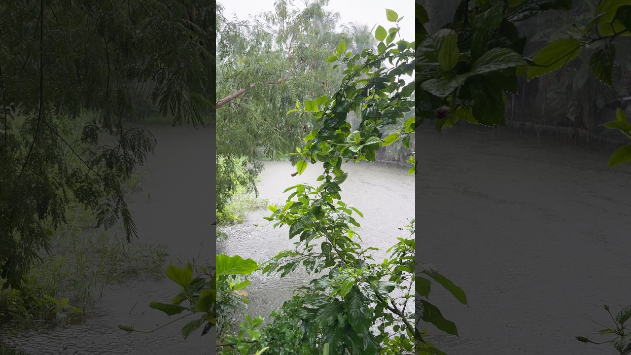 Heavy Rain in Village | Peaceful Monsoon Rain Sound & Overflowing Ponds #shorts #villagelife #rain
