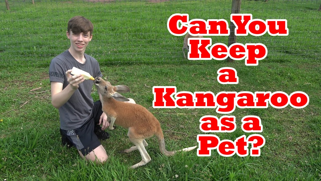 Can You Keep a Kangaroo as a Pet