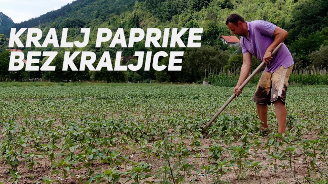 KRALJ PAPRIKE BEZ KRALJICE