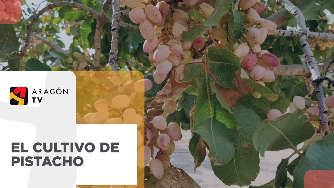 El pistacho, un cultivo que en otoño está #DeTemporada