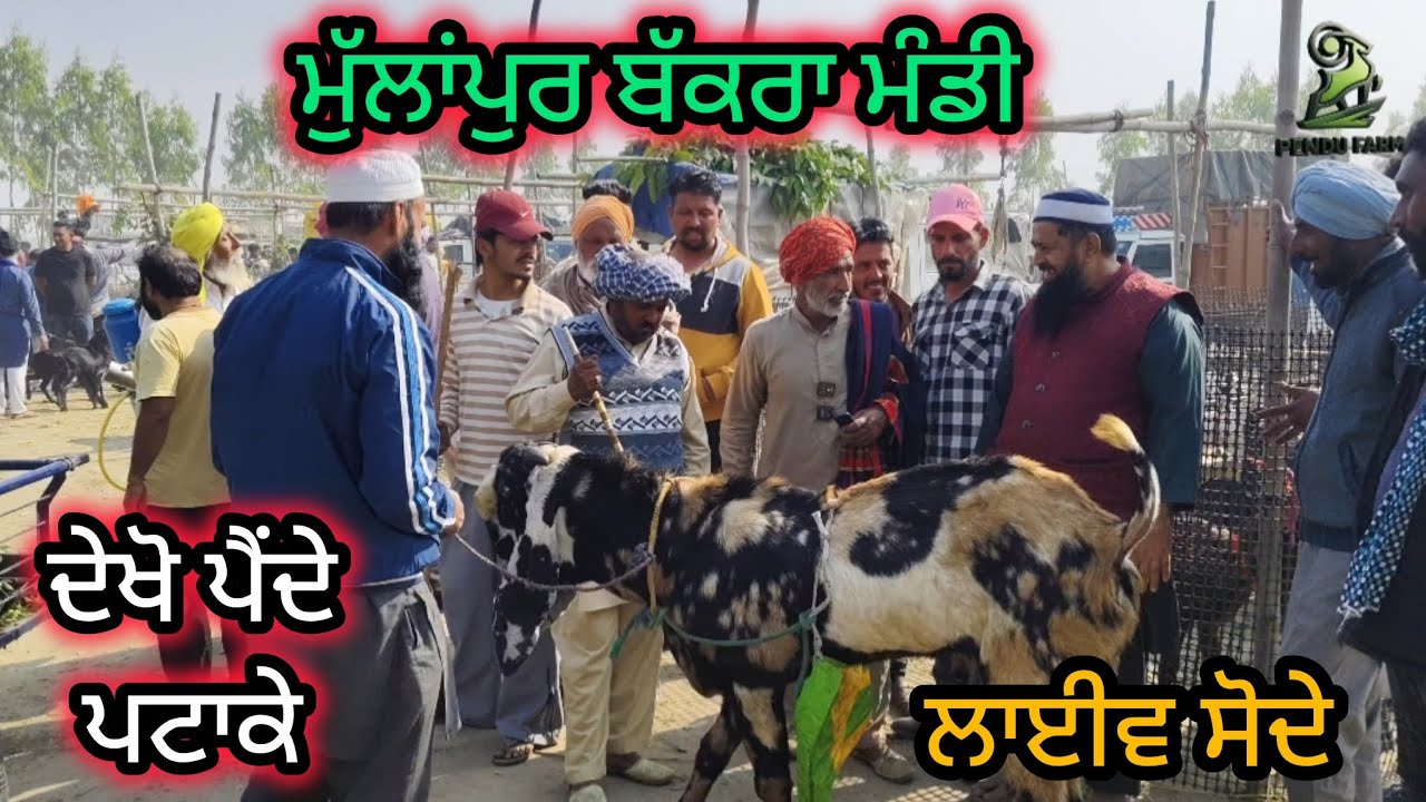 Mullanpur Bakra Mandi live #live_sauda #goatfarming #rajudirba #najir #bakripalankaisekre #bakra