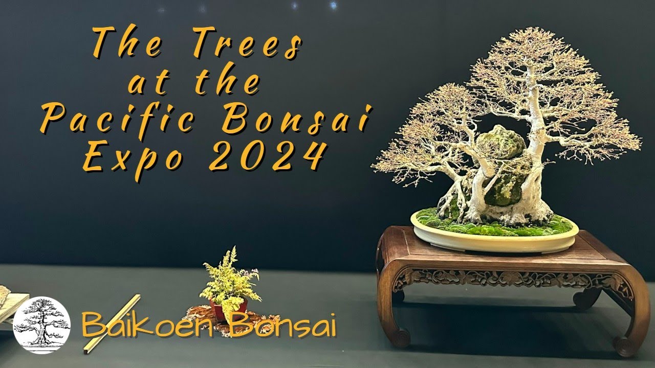 The Trees at the Pacific Bonsai Expo 2024 - Bonsai Exhibition - Baikoen Bonsai Club