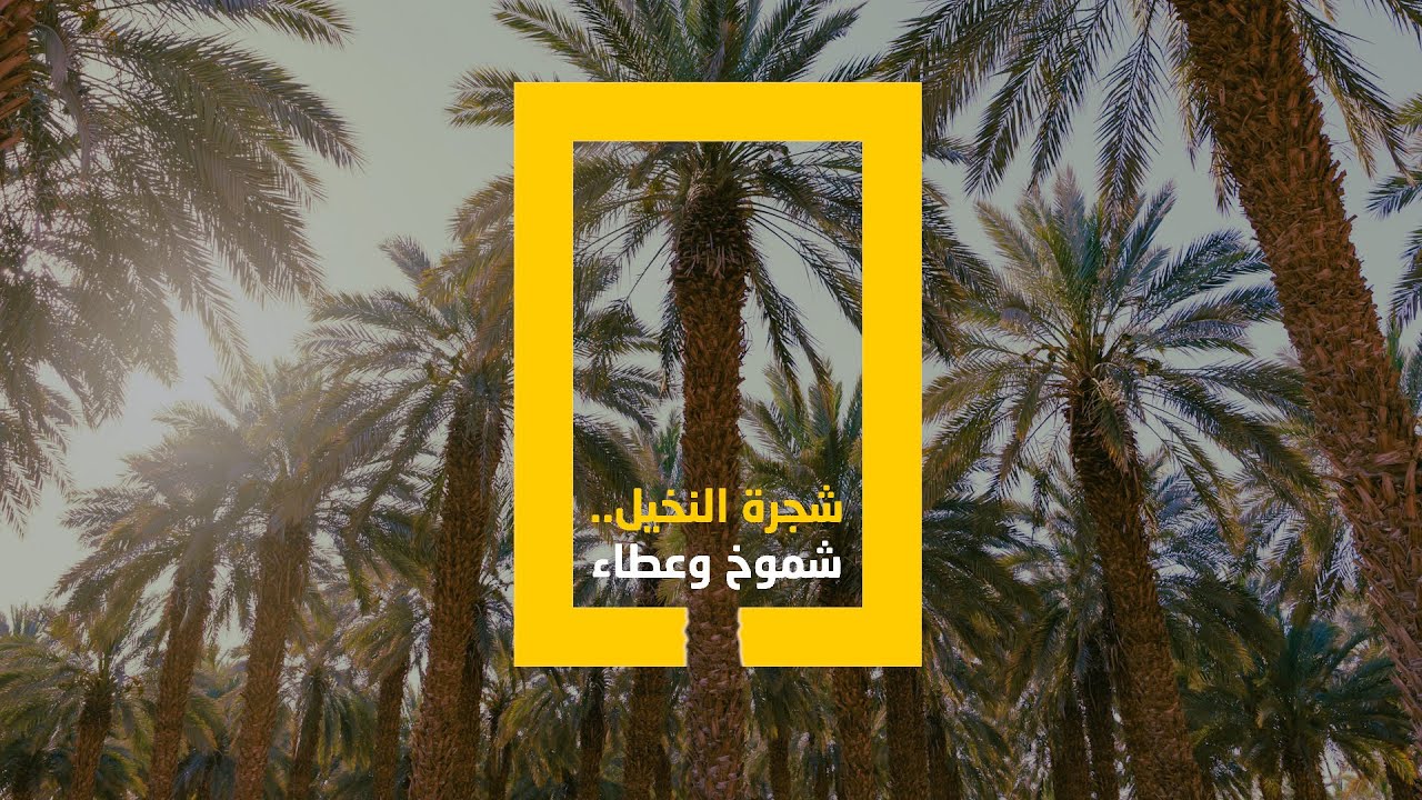 شجرة النخيل.. شموخ وعطاء