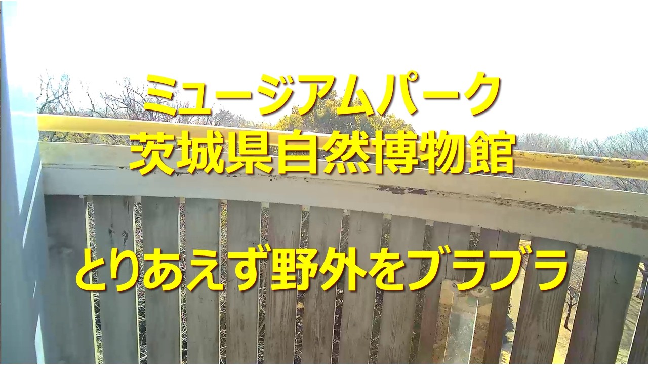 駅・バス停・目的地・ぶらぶら(茨城県自然博物館・野外)