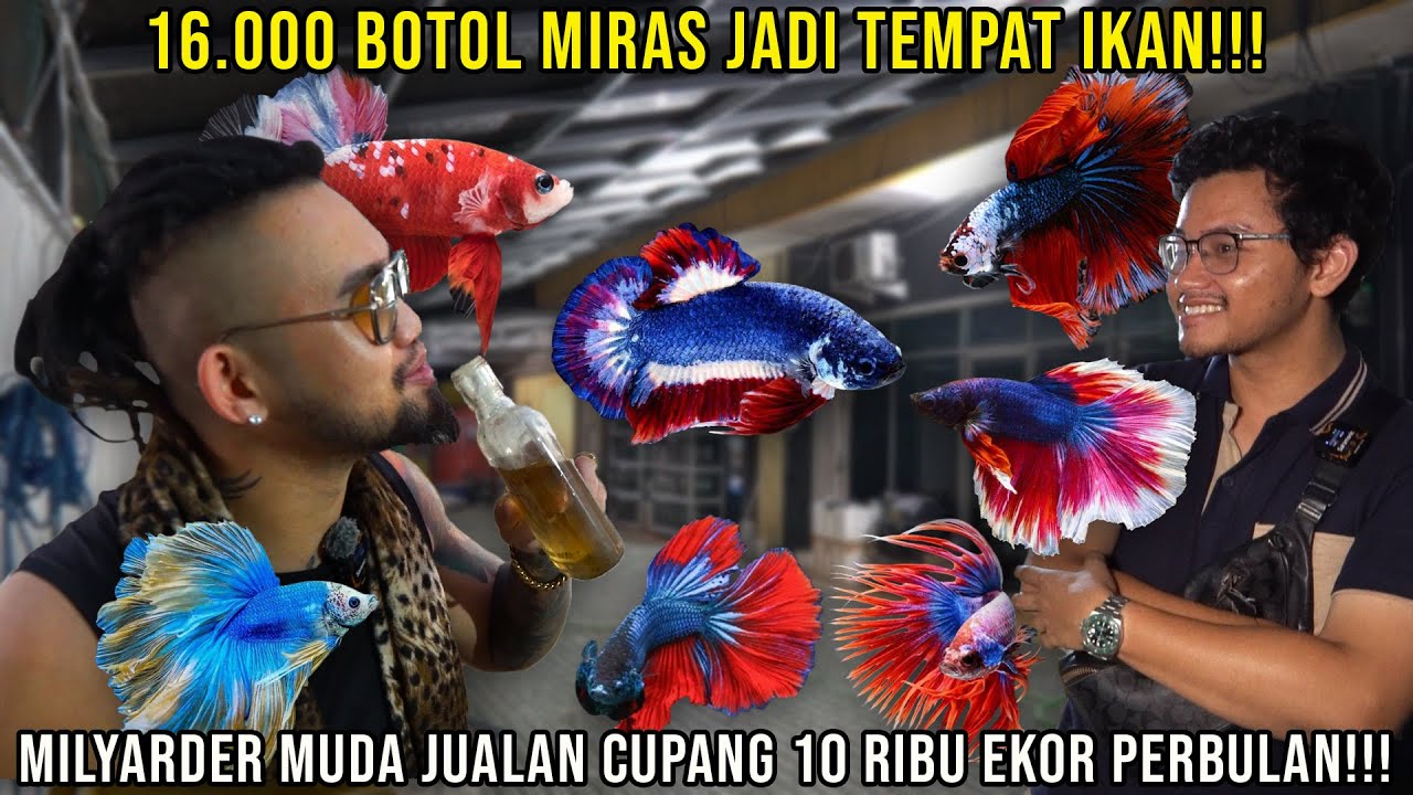 16.000 BOTOL MIRAS JADI TEMPAT IKAN!!! MILYADER MUDA JUALAN CUPANG 10 RIBU EKOR PERBULAN!! FISKINIAN