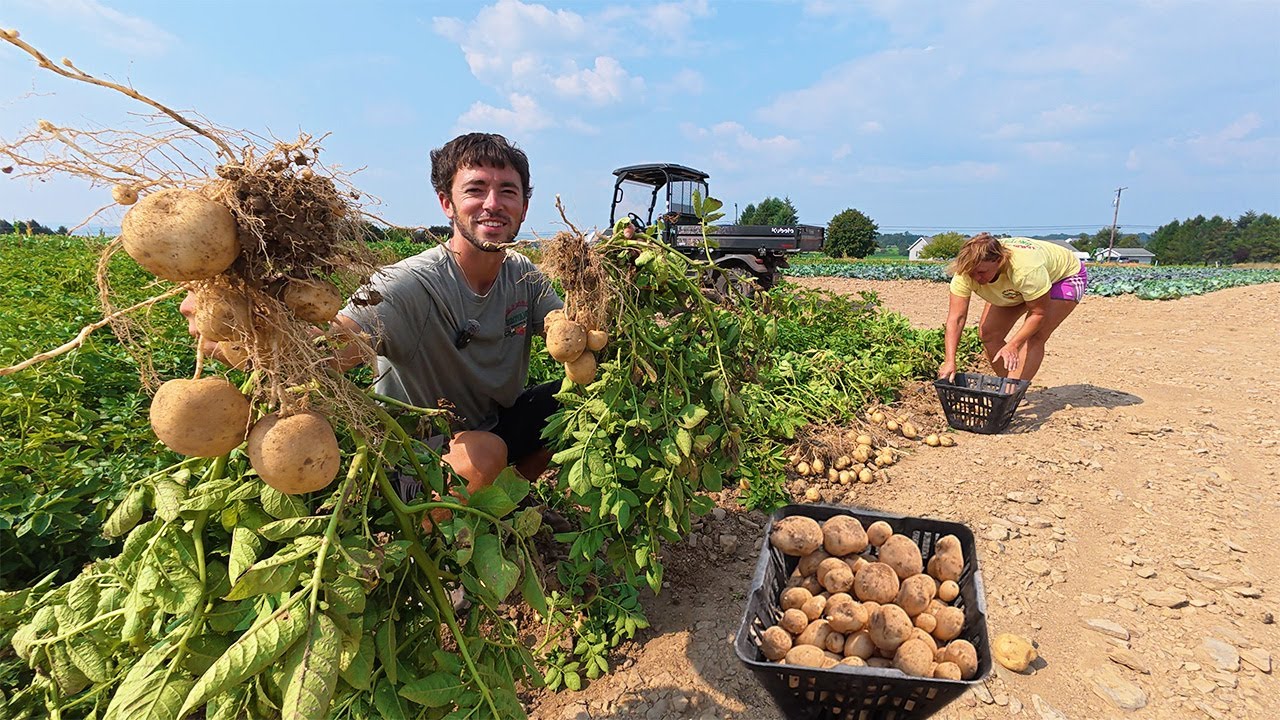 The Start Of A BIG Potato Harvest