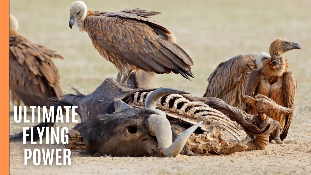 The World's Most Powerful Flying Birds | From Eagles to Hummingbirds