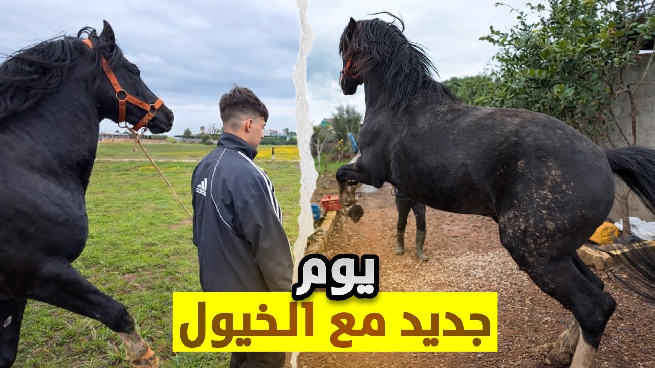 يوم جديد 🌞مليء بالعمل🧹والمتعة في المزرعة 🌳