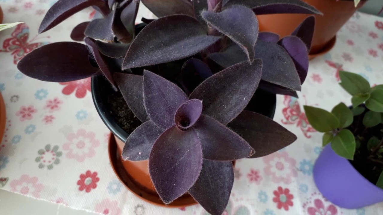 My tradescantias