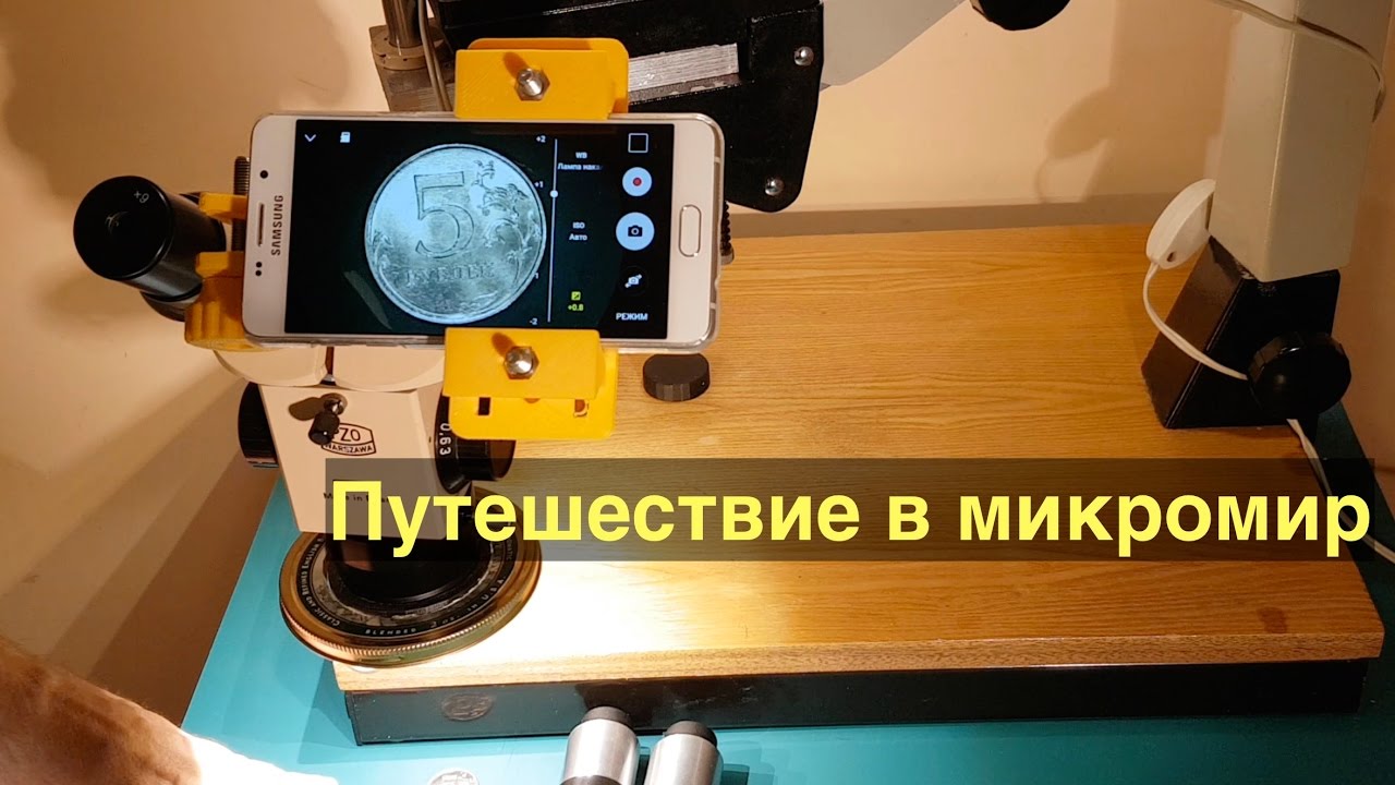 Путешествие в микромир. Или что можно увидеть в микроскоп.