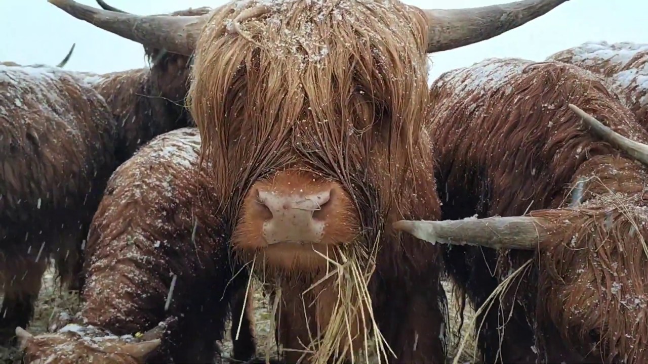 Opłacalność hodowli Highland Cattle