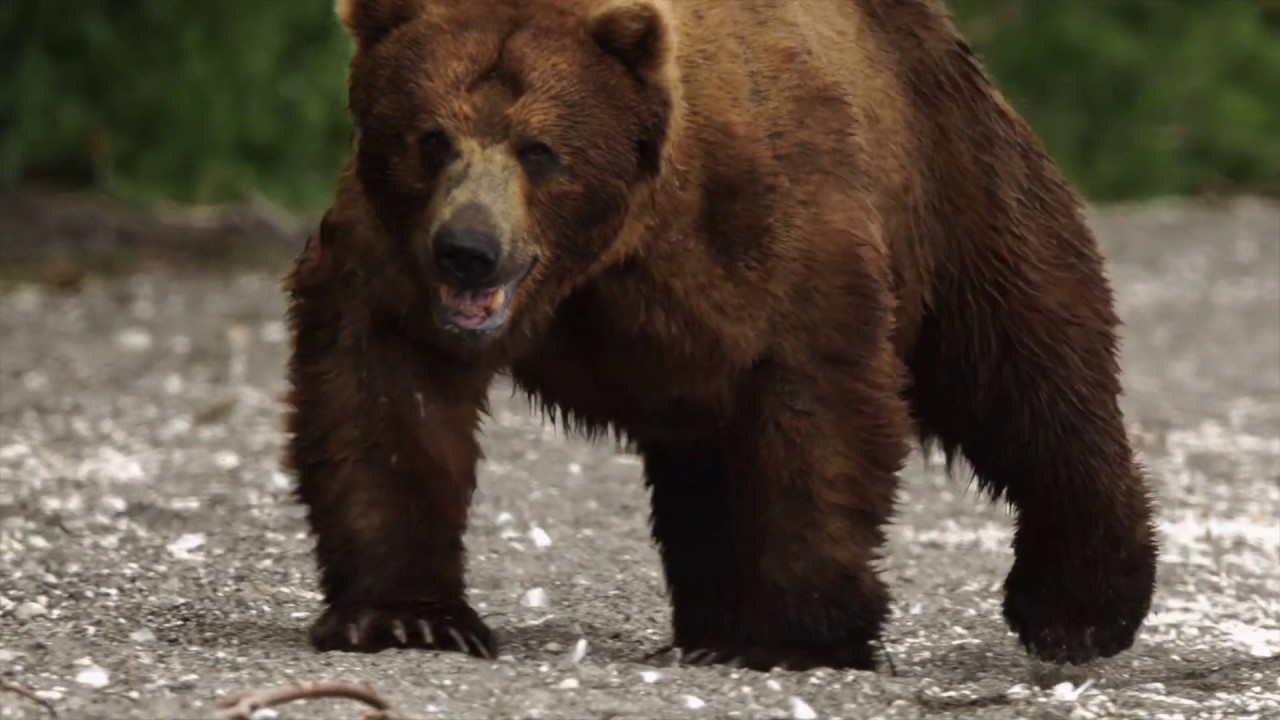 Kamčiatkos meškos. Gyvenimo pradžia | Treileris | 2019