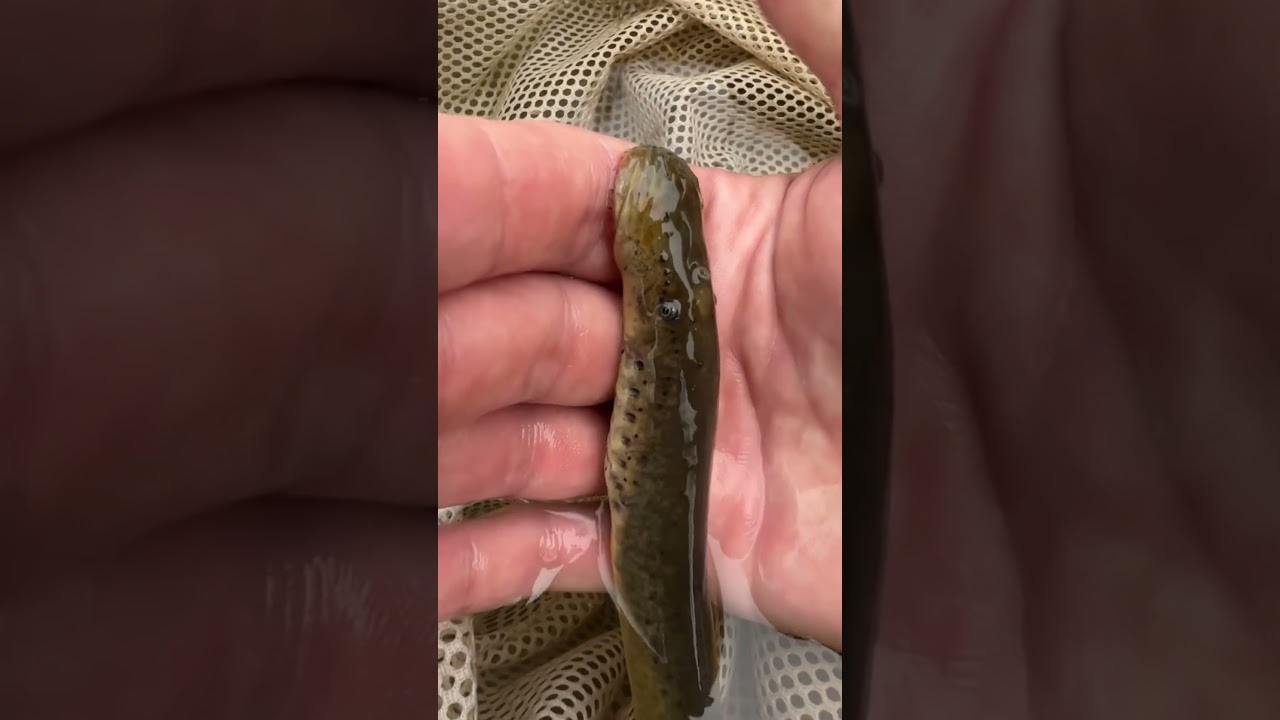 voc&ecirc; conhece a lampreia ? #peixes #rios #estranhos