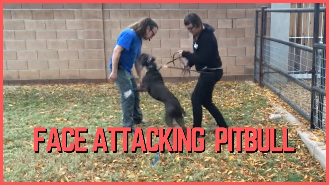 Face Attacking American Pitbull Terrier Rehabilitation