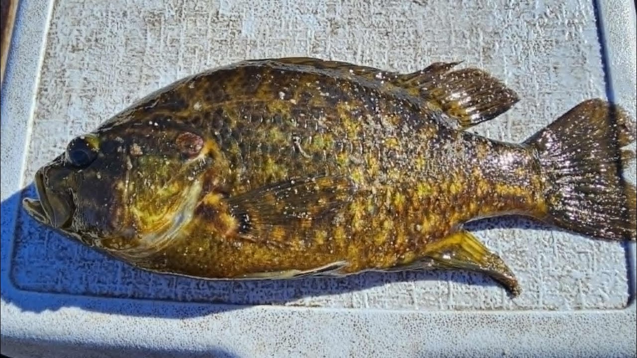 Winter Warmouth Fishing 2026.