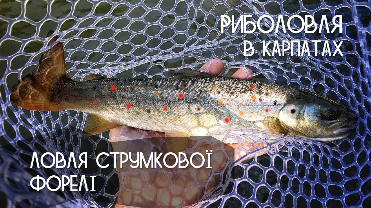 Рибалка в Карпатах. Ловля струмкової форелі