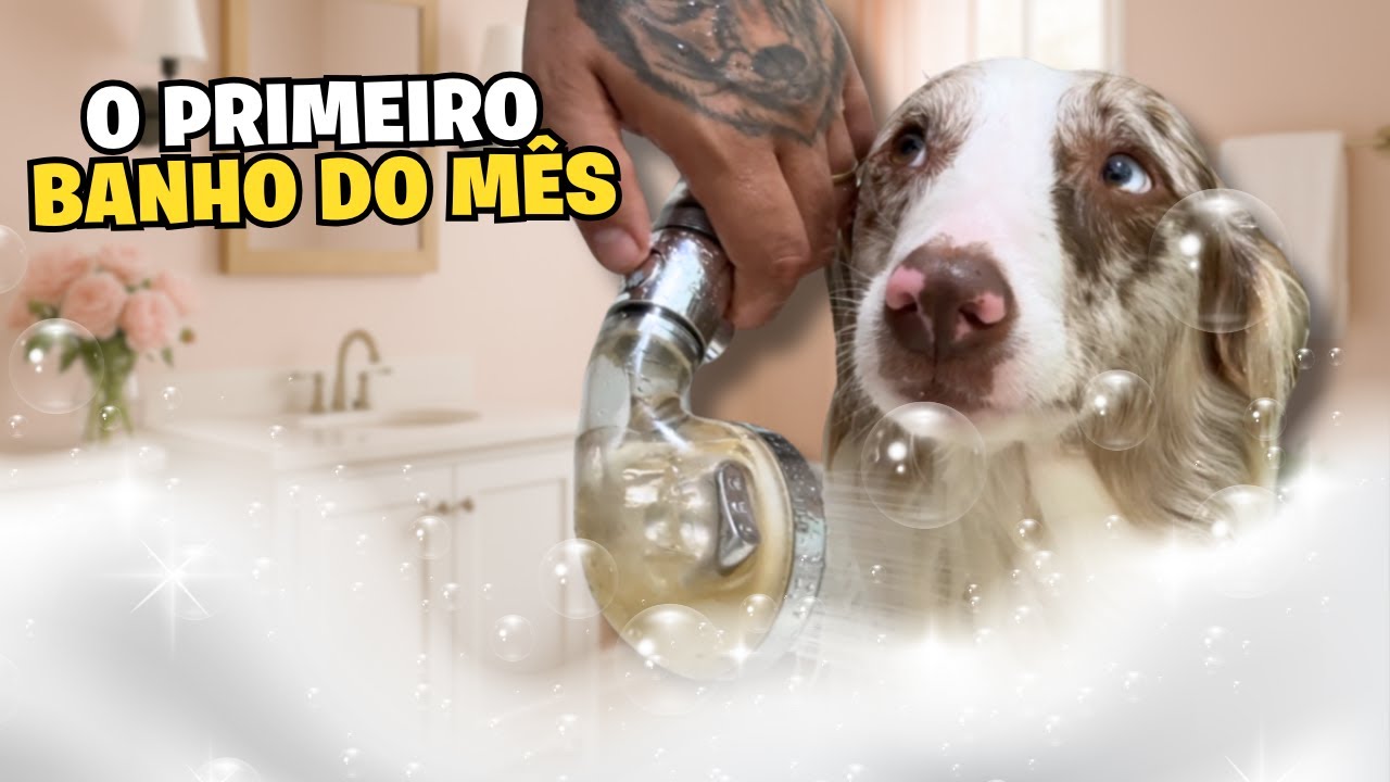 SEM GRANA PRA PET SHOP | Como Damos Banho Em Uma Border Collie Em Casa