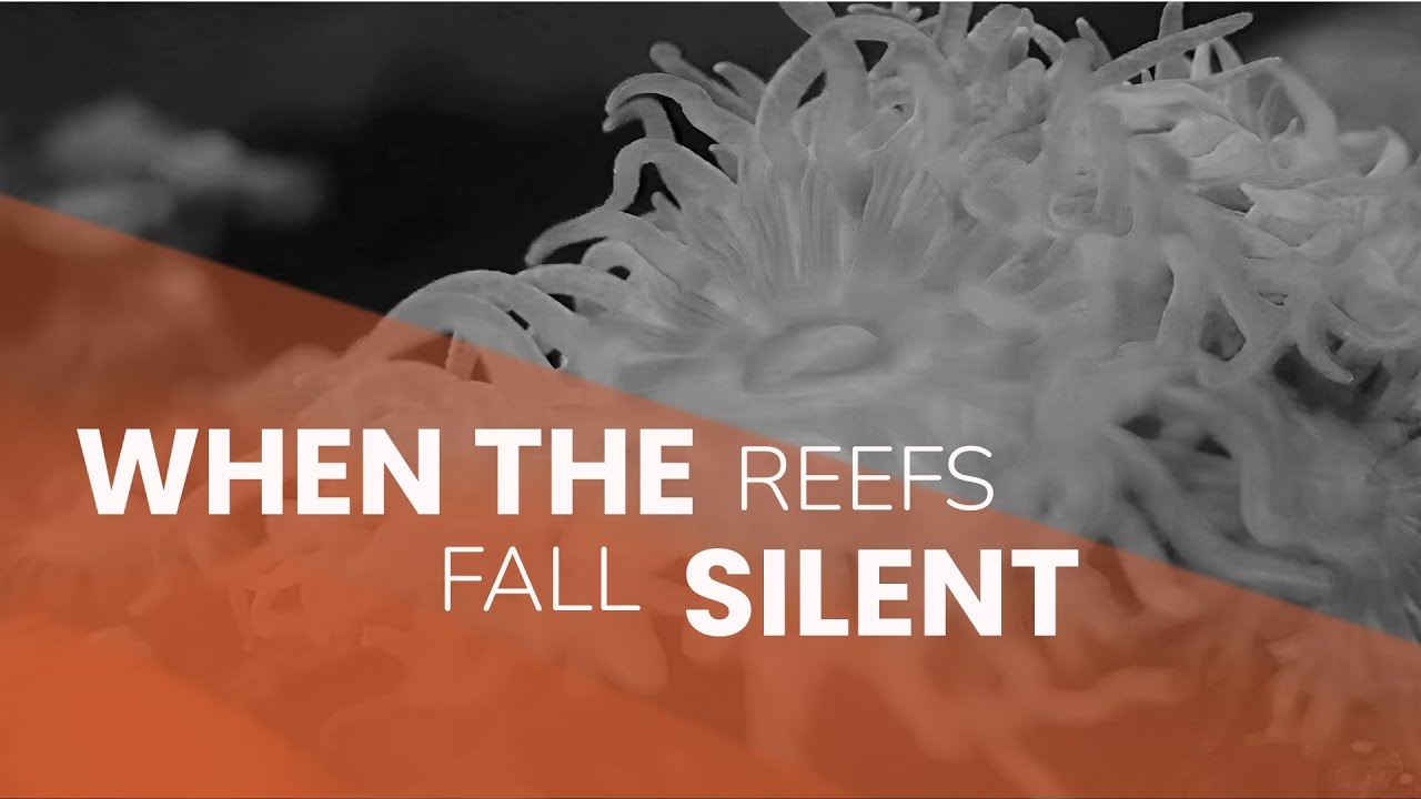 What Happens When Coral Reefs Disappear?